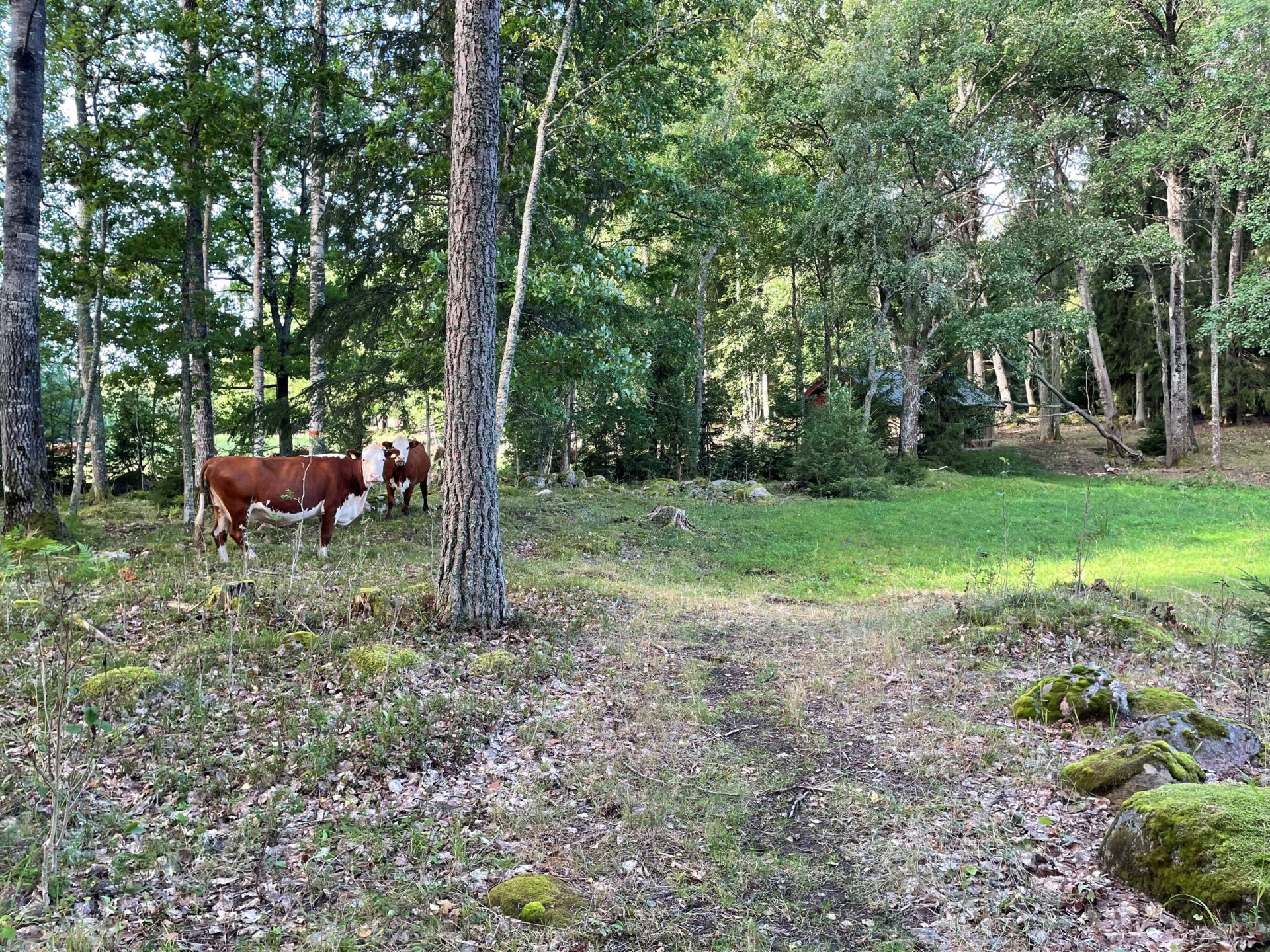 Kossor Bredforsens naturreservat