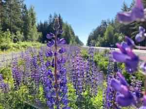 Blomsterlupin längs väg