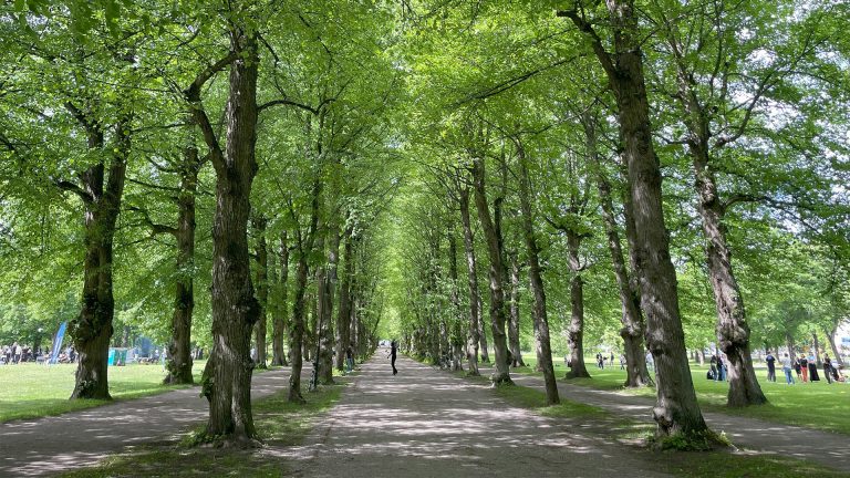 En allé av lindar i Boulognerskogen i Gävle.